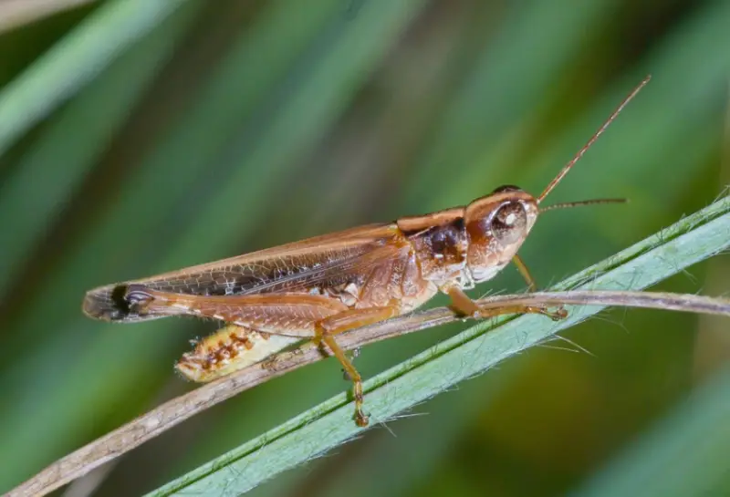 Grasshoppers in Ohio