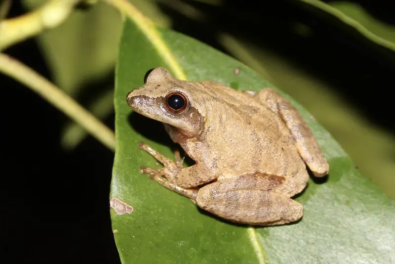 Frogs in Illinois