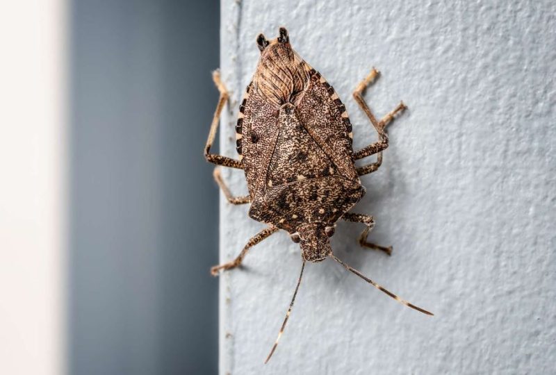 stink-bugs-1-800x540-1 Dangerous Bugs in Arkansas