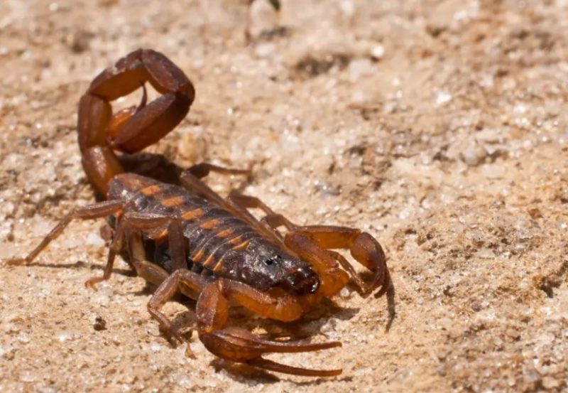 striped-bark-scorpion-800x553-1 Dangerous Bugs in Arkansas