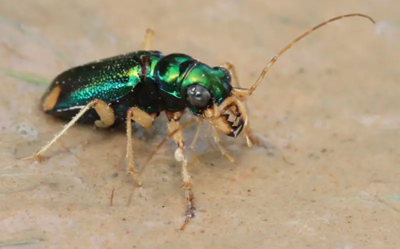 tetracha-carolina-800x498-1 Beetles in North Carolina