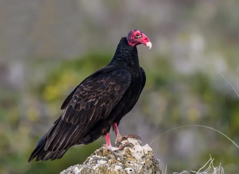 Vultures in Mississippi