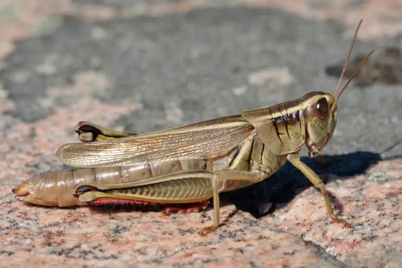 Grasshoppers in Ohio