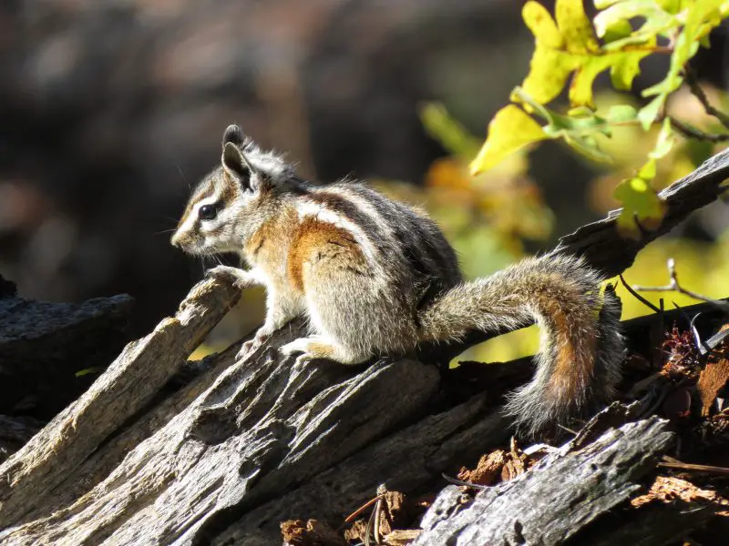 uinta-chipmunk-neotamias-umbrinus-800x600-1 Chipmunks in Colorado