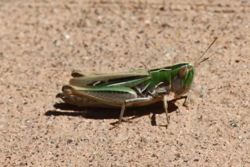 Grasshoppers in Ohio