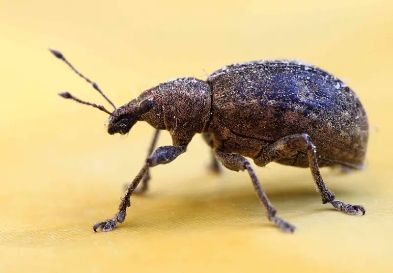 Beetles in Michigan