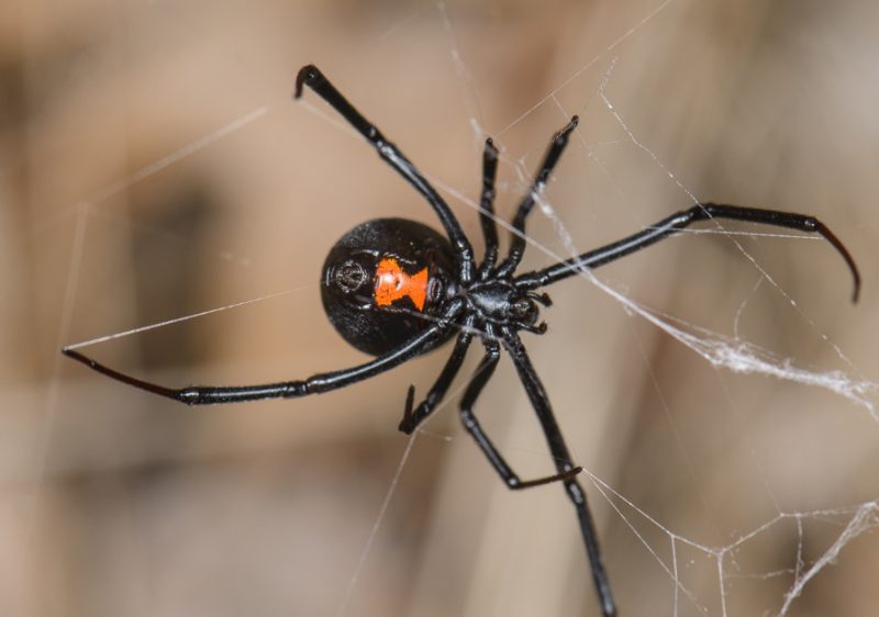 Dangerous Bugs in Oregon