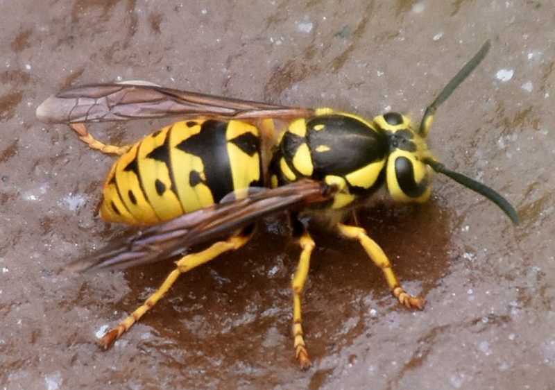Dangerous Bugs in Oregon