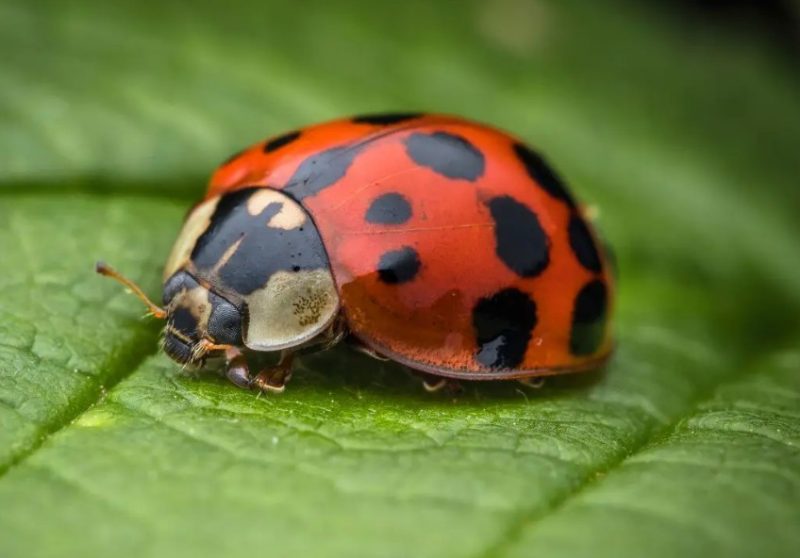 Beetles in Michigan