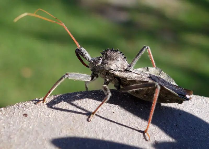 Dangerous Bugs in Oregon