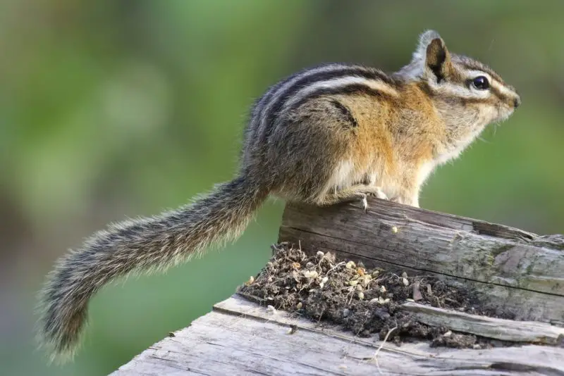 yellow-pine-chipmunk-800x534-1 Chipmunks in Colorado