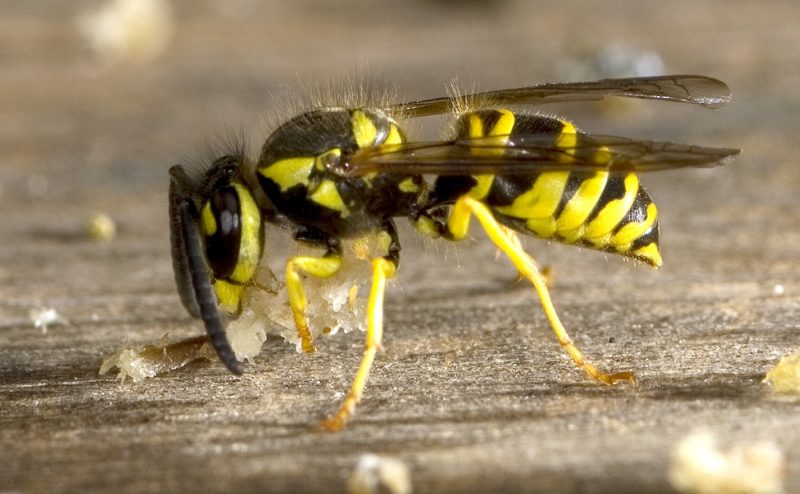 Dangerous Bugs in Oregon