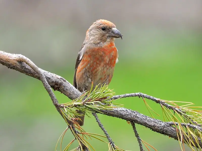 15 Most Unique and Special Bird Species Found Only in Idaho