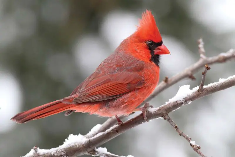 Top 12 Most Colorful Birds in Ohio