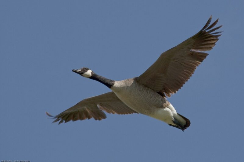 13 Species of Geese in Alaska