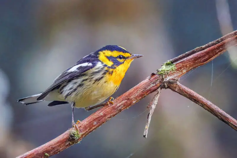 Top 12 Most Colorful Birds in Ohio