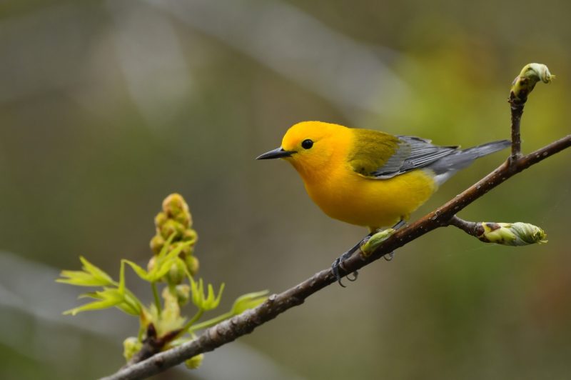 Top 12 Most Colorful Birds in Ohio
