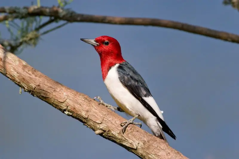 Top 12 Most Colorful Birds in Ohio