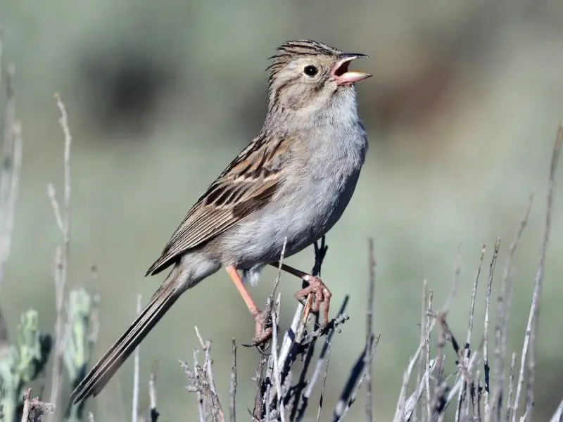 15 Most Unique and Special Bird Species Found Only in Idaho
