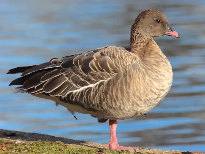 13 Species of Geese in Alaska