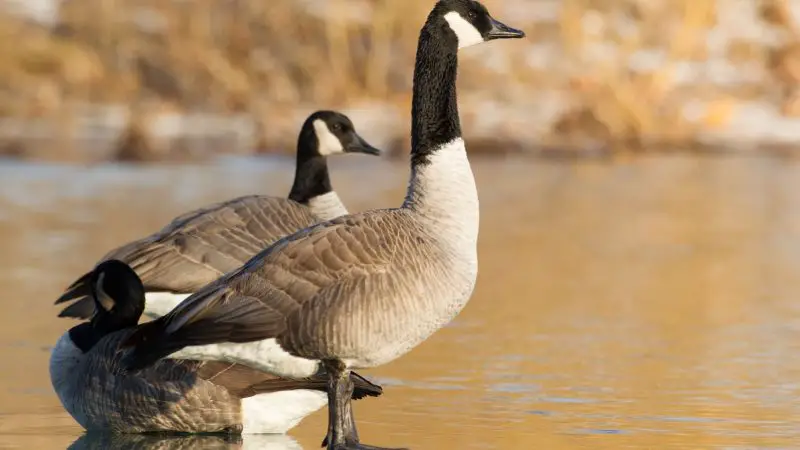 13 Species of Geese in Alaska