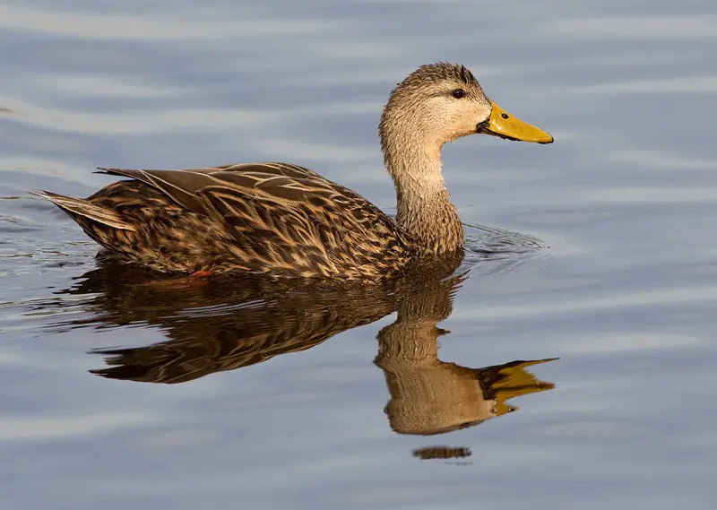 15 Common Species of Ducks in Arkansas