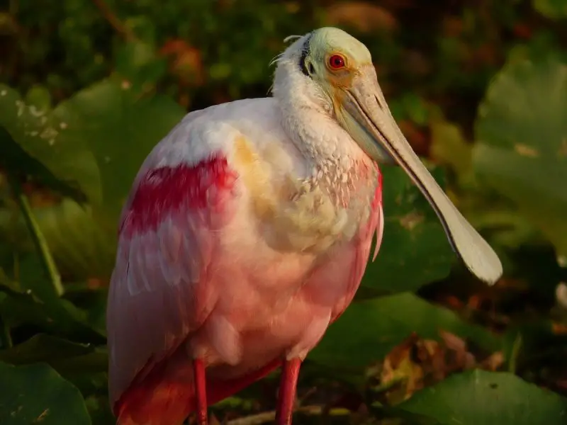 15 Awesome Birds That Live in Swamps