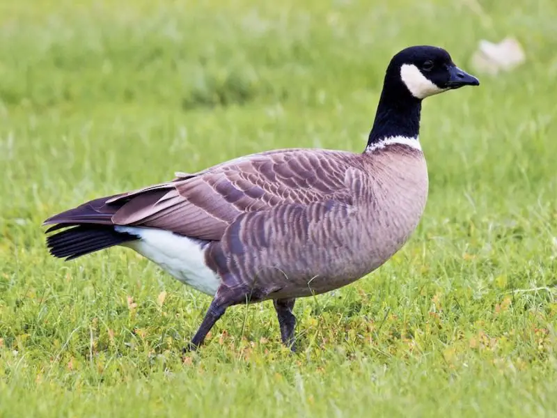 7 Wild Goose Species in Michigan