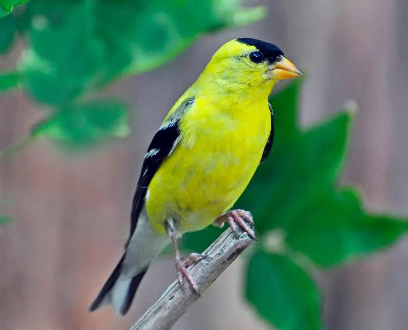 Top 12 Most Colorful Birds in Ohio