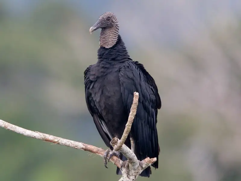 Discover the 7 Vultures Soaring Above Ohio