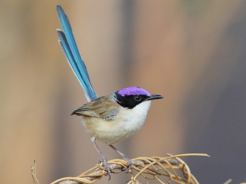 10 Stunning Birds with Purple Heads