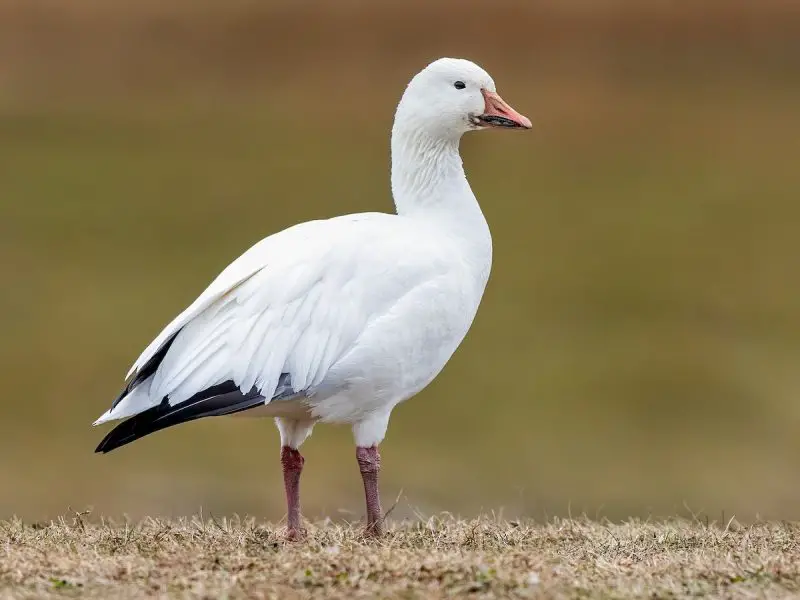 7 Wild Goose Species in Michigan