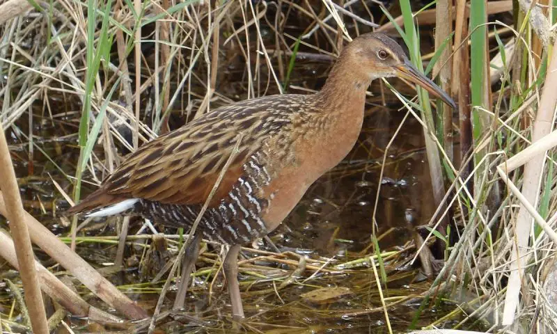 11 Types of Rails and Marsh Birds in Michigan