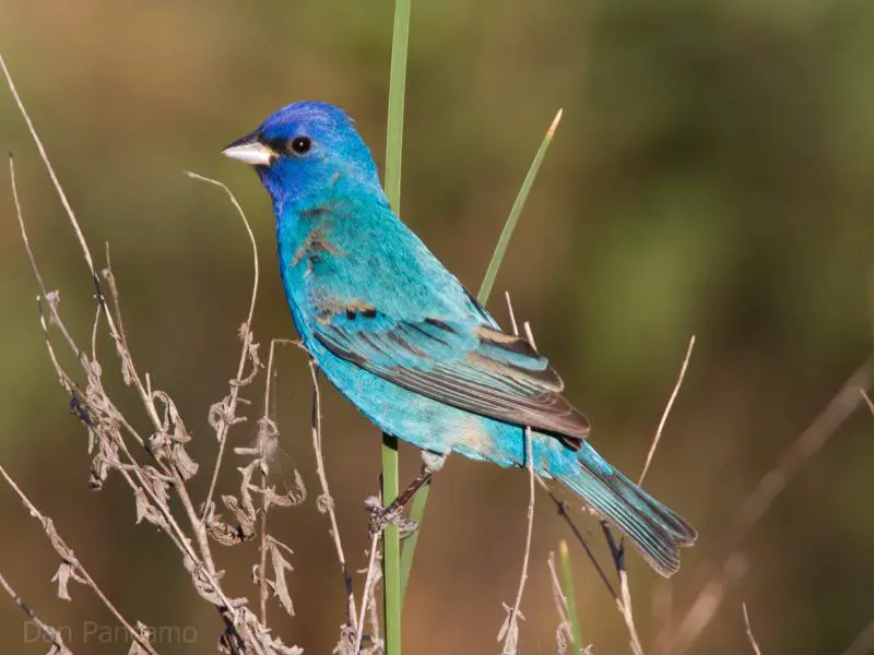 Top 12 Most Colorful Birds in Ohio