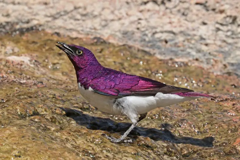 10 Stunning Birds with Purple Heads