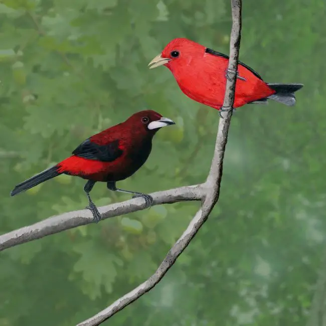 Top 12 Most Colorful Birds in Ohio