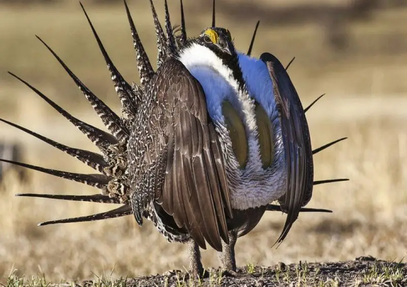 15 Most Unique and Special Bird Species Found Only in Idaho
