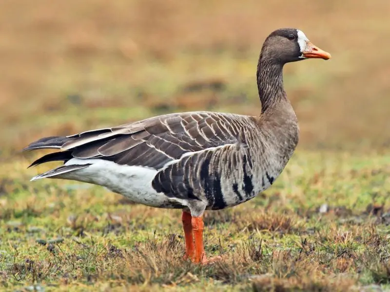 7 Wild Goose Species in Michigan