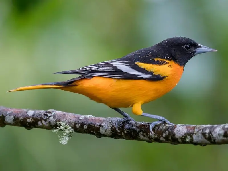 Top 12 Most Colorful Birds in Ohio