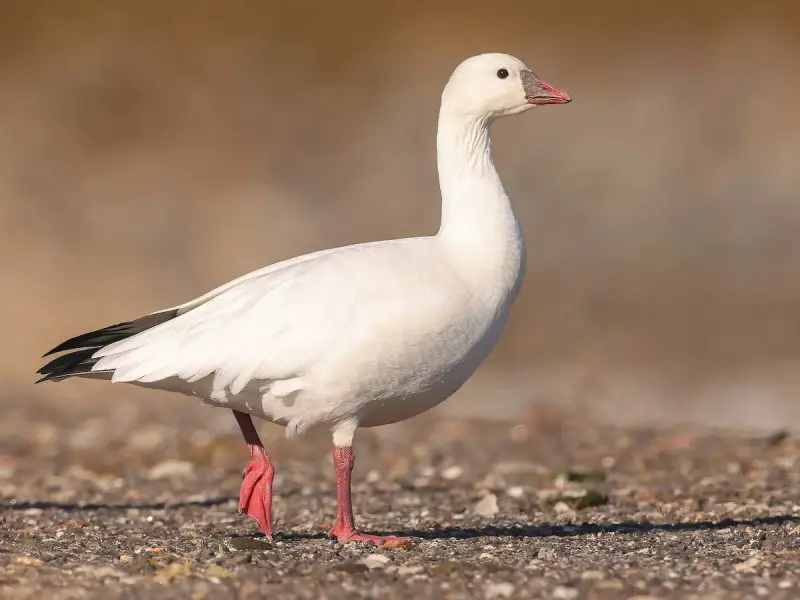 13 Species of Geese in Alaska