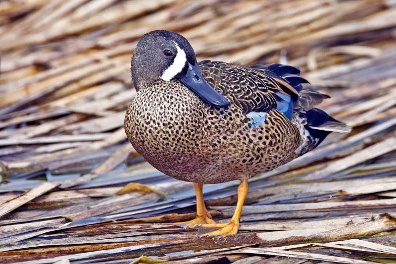 15 Common Species of Ducks in Arkansas