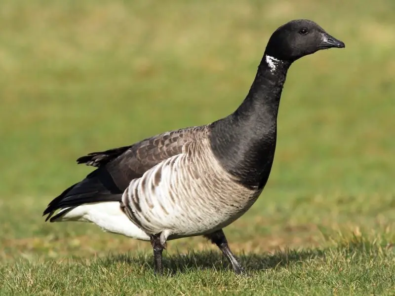 7 Wild Goose Species in Michigan