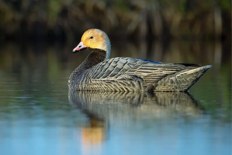 13 Species of Geese in Alaska