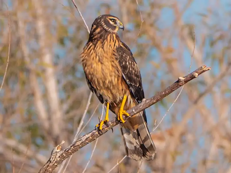 Discover the 7 Vultures Soaring Above Ohio