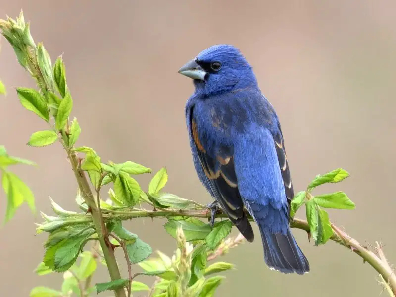 Top 12 Most Colorful Birds in Ohio