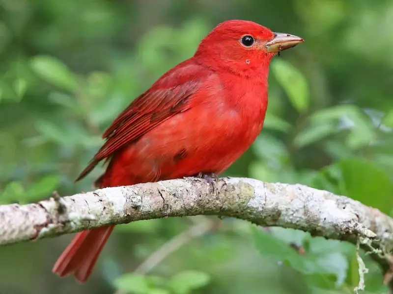 Top 12 Most Colorful Birds in Ohio