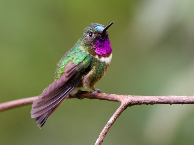 10 Stunning Birds with Purple Heads