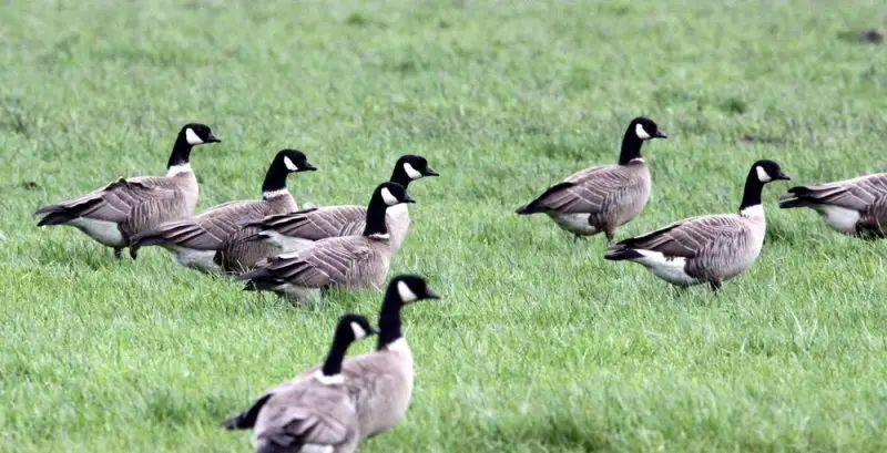 13 Species of Geese in Alaska