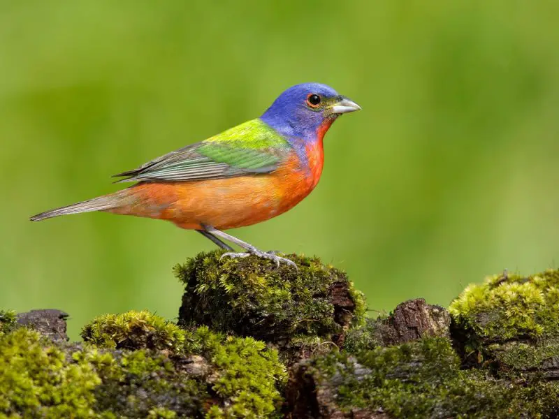 Top 12 Most Colorful Birds in Ohio