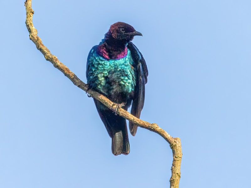 10 Stunning Birds with Purple Heads